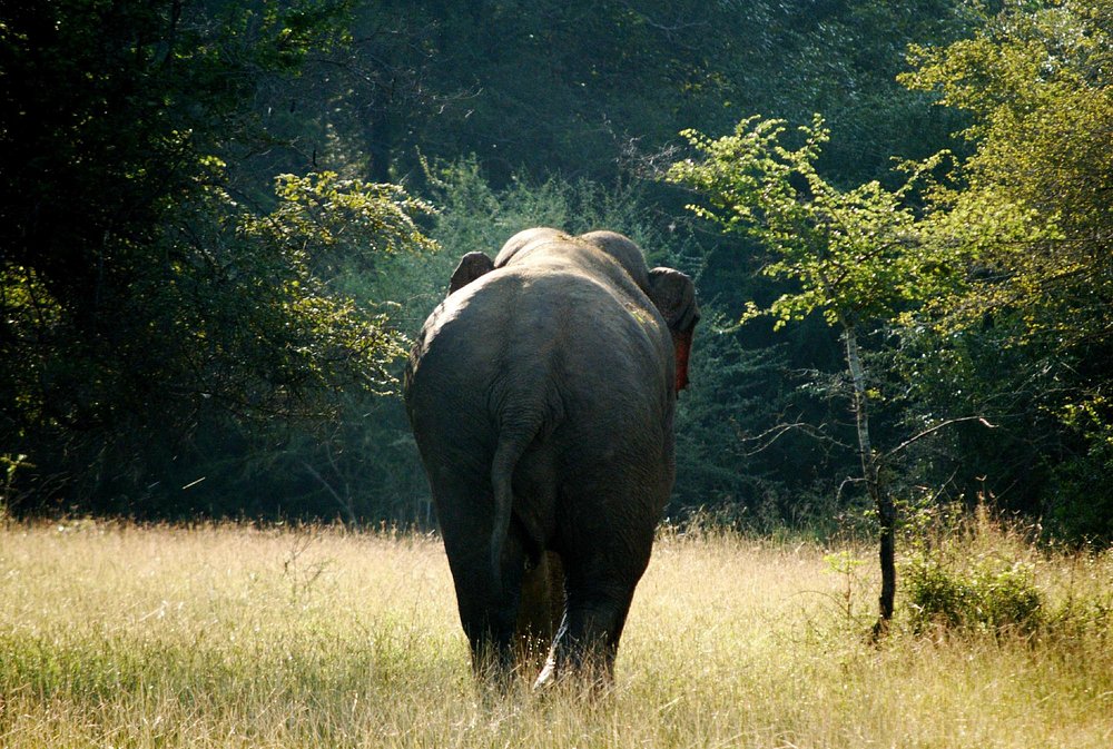 Elephants